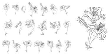 Çiçek aranjmanı. Bahar çiçekleri. Zambaklar.