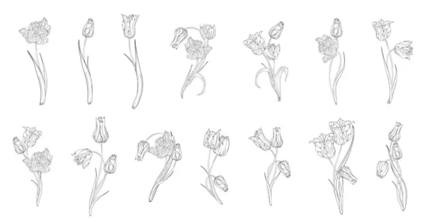 Set Van Bloemstukken Lente Bloemen Grafische Tulpen — Stockvector