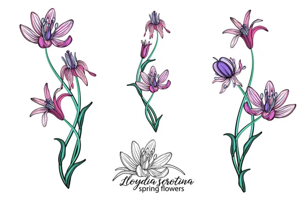 Vector Set Delicate Spring Flowers Flowers Spring Flowers — Wektor stockowy