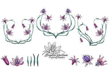 vector set of delicate spring flowers. Flowers. Spring flowers. Heart of flowers.