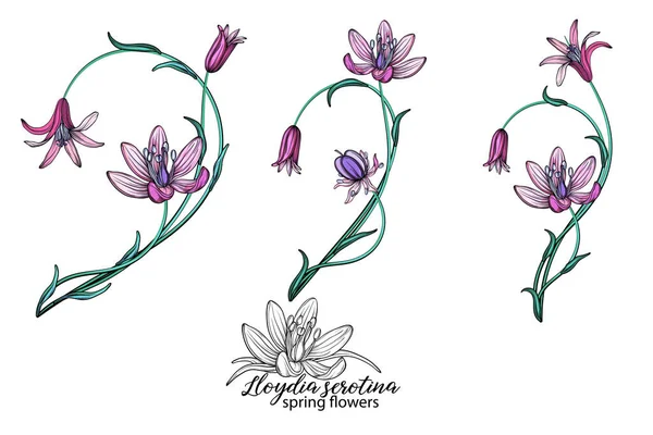 vector set of delicate spring flowers. Flowers. Spring flowers