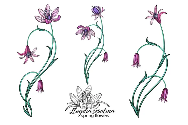 vector set of delicate spring flowers. Flowers. Spring flowers