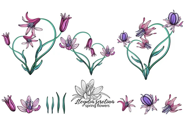 vector set of delicate spring flowers. Flowers. Spring flowers. Heart of flowers.