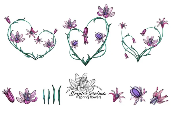 vector set of delicate spring flowers. Flowers. Spring flowers. Heart of flowers.