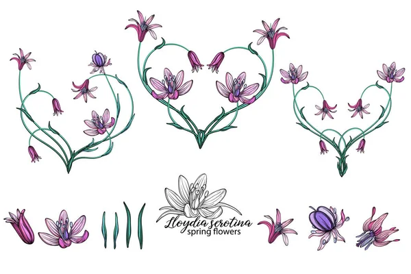 vector set of delicate spring flowers. Flowers. Spring flowers. Heart of flowers.