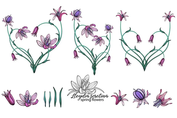 Vector Set Delicate Spring Flowers Flowers Spring Flowers Heart Flowers — Stock Vector