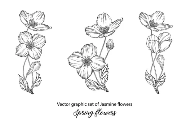 Um conjunto de composições de flores gráficas com flores de jasmim. Jasmim —  Vetores de Stock