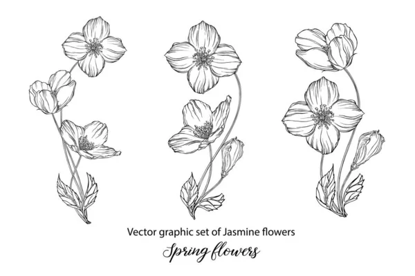 Набор графических цветочных композиций с цветами жасмина. Жасмин — стоковый вектор