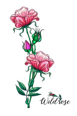 Gül çiçekleriyle çiçek aranjmanı. Yaban gülü. Pembe çiçekler.