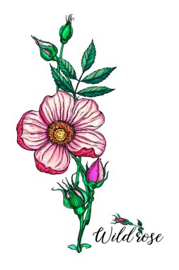 Gül çiçekleriyle çiçek aranjmanı. Yaban gülü. Pembe çiçekler.