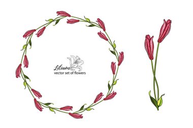 Parlak güzel zambak çiçekleri. - Lily. Çiçek düzenlemeleri.