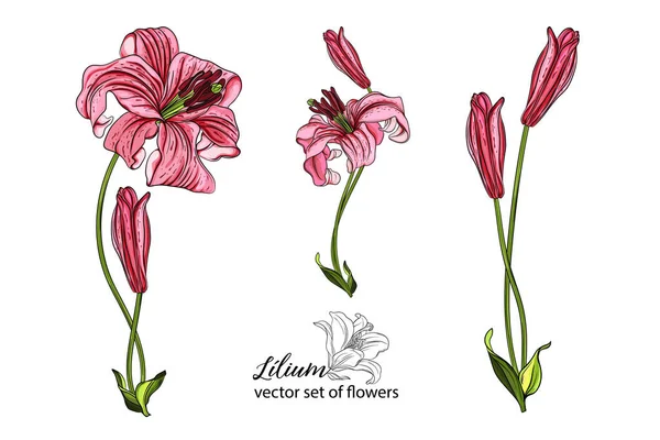 Flores y cogollos Lily. Flor de lirio flores hermosas brillantes — Archivo Imágenes Vectoriales