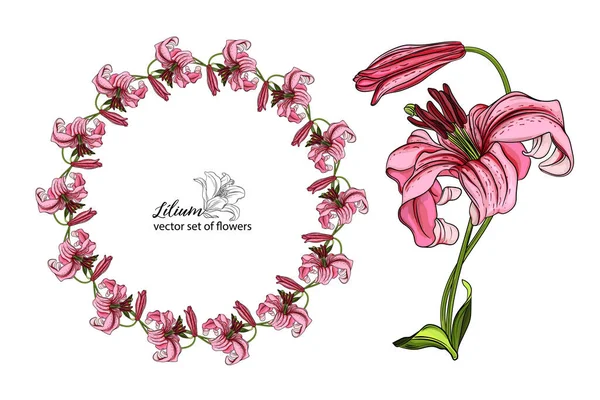 Flores y cogollos Lily. Flor de lirio flores hermosas brillantes — Vector de stock