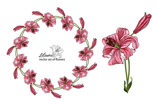 Conjunto vetorial. lindas flores de lírio brilhantes. Lily... Arranjos de flores. — Vetor de Stock