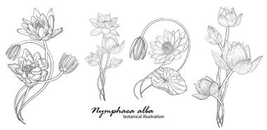 Zambak çiçekli çiçek vektör çelengi. Grafik Çiçekleri.