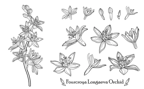 Dört Croya Longaeva Orkidesi. Grafik şeklinde çiçekler. Vektör çiçekleri. — Stok Vektör