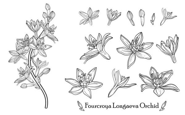 Fourcroya Longaeva Orchidee. Grafische Blumen. Vektorblumen. — Stockvektor