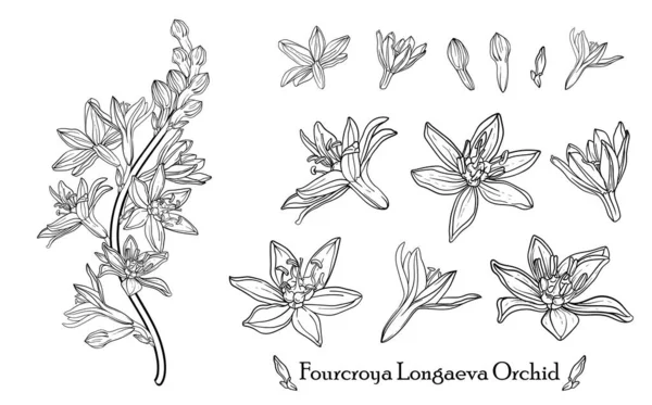 Fourcroya Longaeva Orchidej. Grafické květiny. Vektorové květiny. — Stockový vektor