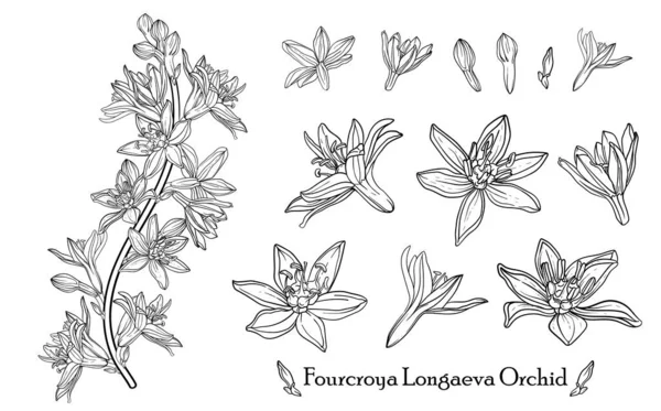 Fourcroya Longaeva Orchid. Graphic flowers. Vector flowers. — Stock Vector