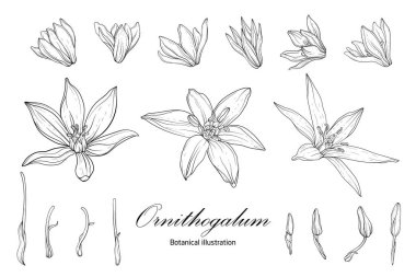 Ornithogalum Botanical illustration. Black and white clipart