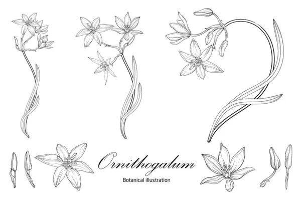 Ilustração botânica, composições de flores. Preto e branco —  Vetores de Stock