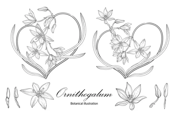 Ορνιθογάλουμ Βοτανική απεικόνιση. Καρδιά. Μαύρο και άσπρο — Διανυσματικό Αρχείο