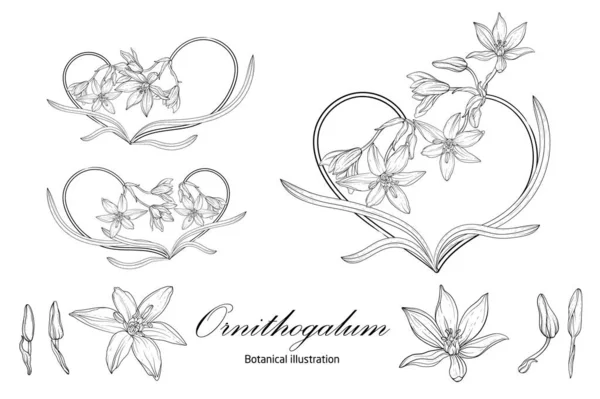 Ornithogalum Ilustracja botaniczna. Serce. Czerń i biel — Wektor stockowy