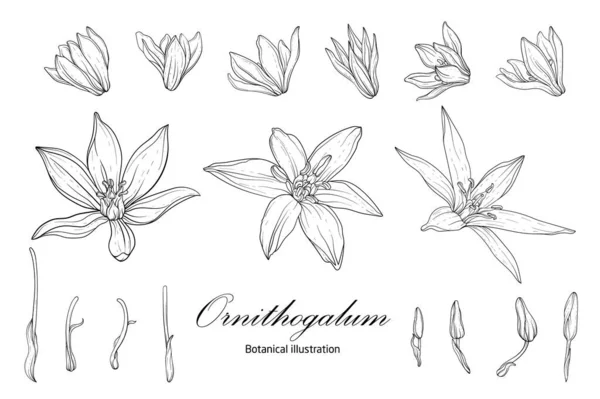 Ornitogalio Illustrazione botanica. Bianco e nero — Vettoriale Stock