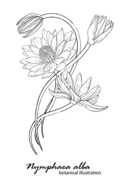 Beyaz zambak, çiçek aranjmanı. Botanik illüstrasyon. zambak grafiği.