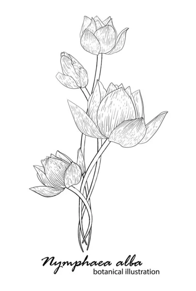Biała lilia w kwiatowym układzie. ilustracja botaniczna — Wektor stockowy