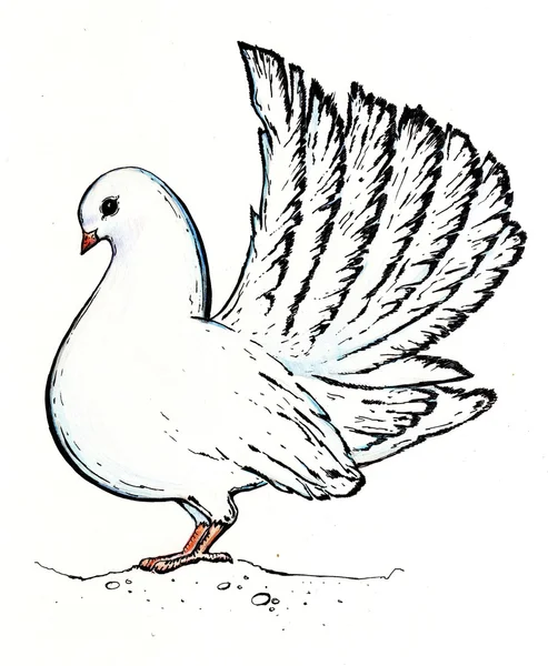 Dove in graphic technique — Stock Photo, Image