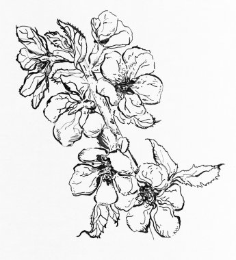 Güzel grafik çiçekler