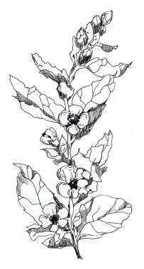 Güzel grafik çiçekler