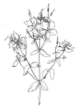 Güzel çiçekler grafik tekniği tükenmez kalem boyalı.