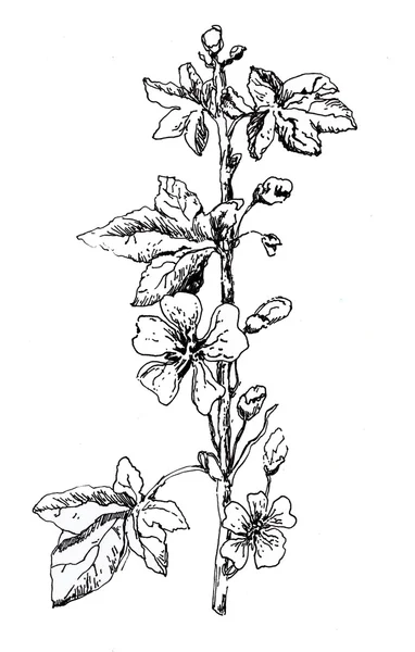 Bellissimi fiori dipinti tecnica grafica penna inchiostro . — Foto Stock