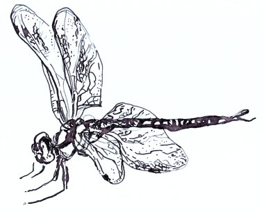 Yusufçuk çizilmiş kalem ve mürekkep beyaz bir arka plan üzerinde.