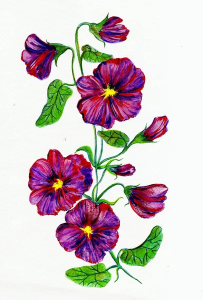 Purple flowers on a white background painted in watercolor — Stock Photo, Image