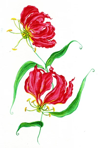 Яркие бургундские нежные цветы — стоковое фото
