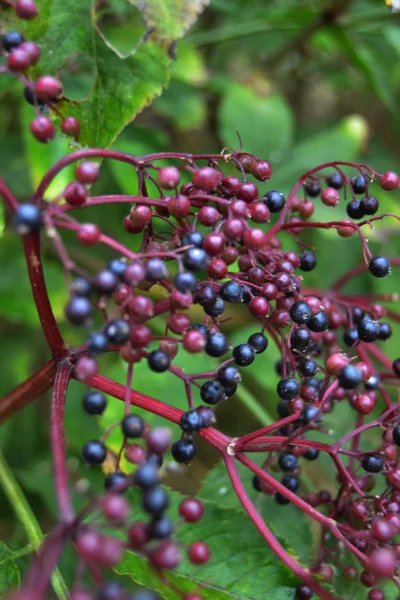 植物の鮮やかな映像 — ストック写真