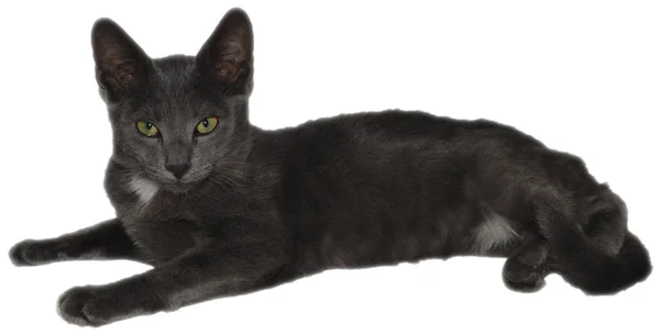 Фотографии изолированные кошки — стоковое фото