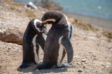 Penguinos descansando y Limpiando uno al otro en la costa Atlntica de Peninsula Valdez de la Arjantin. 