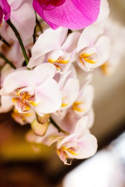 Beyaz Orkide kapatmak