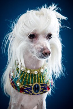 Çince Tepeli Köpek