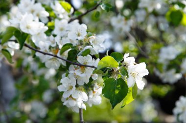 Kiraz ağacı çiçeği. 