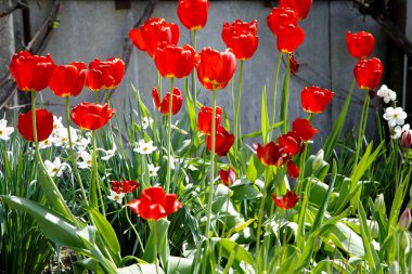 Lale bahar bir alanda