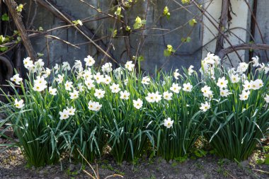 Çiçekler nergis fotoğrafı 