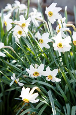 Çiçekler nergis fotoğrafı 