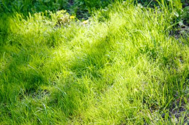 yeşil çim arka plan