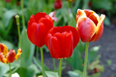 Lale bahar bir alanda