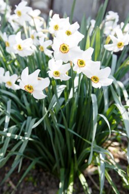 Çiçekler nergis fotoğrafı 